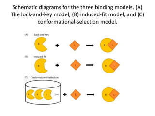 Schematic diagrams for the three binding models. (A)
The lock-and-key model, (B) induced-fit model, and (C)
conformational-selection model.
 