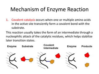 Mechanism of Enzyme Reaction
1. Covalent catalysis occurs when one or multiple amino acids
in the active site transiently form a covalent bond with the
substrate.
This reaction usually takes the form of an intermediate through a
nucleophilic attack of the catalytic residues, which helps stabilize
later transition states.
 