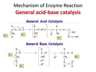 Mechanism of Enzyme Reaction
General acid-base catalysis
S
P
S
P
E
E
 