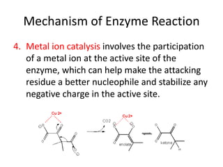 4. Metal ion catalysis involves the participation
of a metal ion at the active site of the
enzyme, which can help make the attacking
residue a better nucleophile and stabilize any
negative charge in the active site.
Mechanism of Enzyme Reaction
 