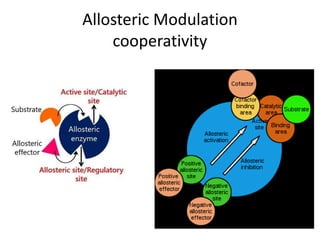 Allosteric Modulation
cooperativity
 