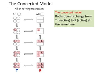 The concerted model
Both subunits change from
T (inactive) to R (active) at
the same time
 