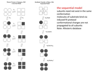 the sequential model
subunits need not exist in the same
conformation
molecules of substrate bind via
induced-fit protocol
conformational changes are not
propagated to all subunits
Note: Allosteric database
 