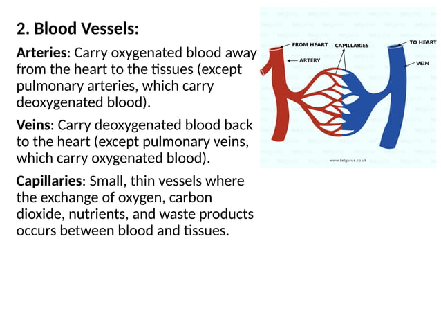 THE CARDIOVASCULAR SYSTEMS FUNCTIONS INCLUDE SELECT ALL THAT APPLY visual data 8