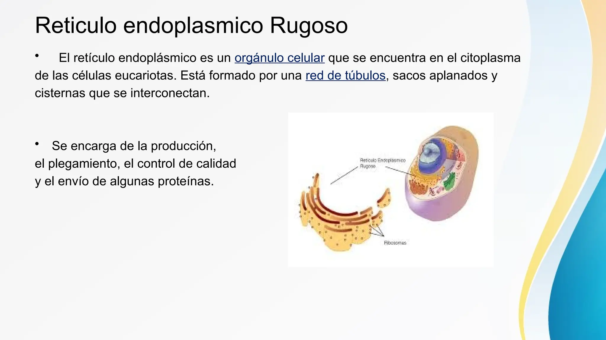 Neo Rugoso Biología celular: retículo endoplasmatico rugoso y liso. | PPTX