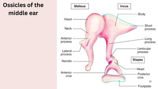 Anatomy of external ear and middle ear 1 | PDF