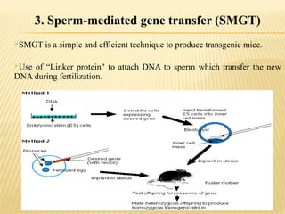 3. Sperm-mediated gene transfer (SMGT)
SMGT is a simple and efficient technique to produce transgenic mice.
Use of “Linker protein" to attach DNA to sperm which transfer the new
DNA during fertilization.
 