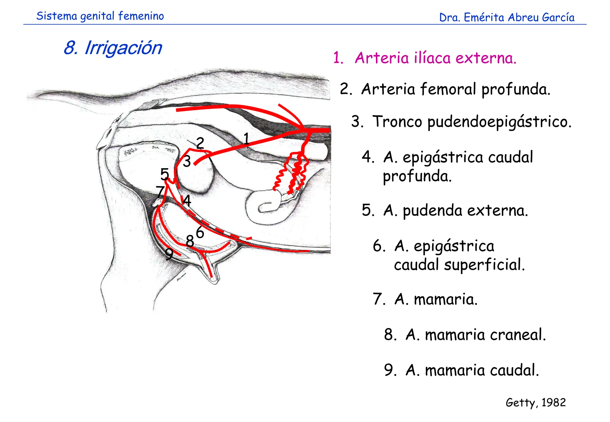 DOC-20250513-WA0061..pdf sistema genital femenino | PPT