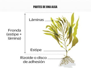 Los Reinos en la Biologia, Un mundo para estudiar.pptx