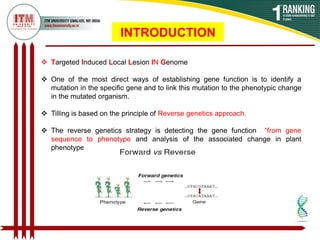 Target induced local lesions in genomesTILLING | PDF