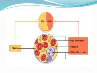 Comprehensive Overview of Blood Physiology and Functions in the Human ...