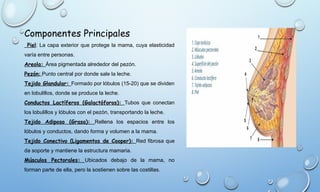 Area Rellena anatomia del aparato reproductor femenino.pptx