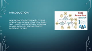Gene interaction (Dominant duplicate, inhibitory and polymeric gene ...