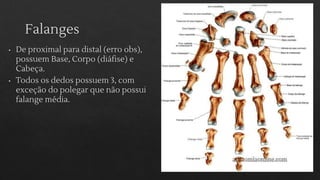 Falanges Netter DOC-20260217-WA0003..pdfhffjsjejjejejejj | PDF