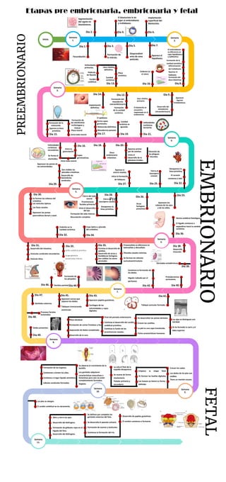 Preternal Machines Timeline Comprehensive Timeline of Human Prenatal Development Stages | PDF