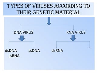 Differences Between DNA and RNA Viruses Explored | PDF