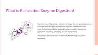 Restriction Digest Process Demonstration of Restriction digestion of dna | PDF