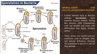 SPORULATION AND
CELLULAR DIFFERENTIATION
• Certain bacteria such as Bacillus
undergo sporulation when
nutrients become limited. During
this process, cells communicate
with one another and some cells
differentiate into highly resistant
spores.
• These spores can survive adverse
conditions such as drought, heat,
and nutrient deficiency, allowing
the population to persist in soil for
long periods.
 