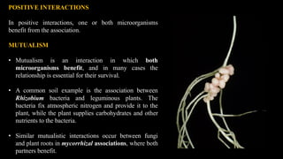 POSITIVE INTERACTIONS
In positive interactions, one or both microorganisms
benefit from the association.
MUTUALISM
• Mutualism is an interaction in which both
microorganisms benefit, and in many cases the
relationship is essential for their survival.
• A common soil example is the association between
Rhizobium bacteria and leguminous plants. The
bacteria fix atmospheric nitrogen and provide it to the
plant, while the plant supplies carbohydrates and other
nutrients to the bacteria.
• Similar mutualistic interactions occur between fungi
and plant roots in mycorrhizal associations, where both
partners benefit.
 
