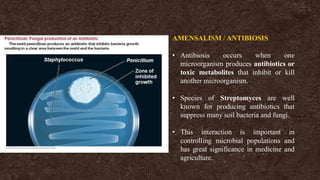 AMENSALISM / ANTIBIOSIS
• Antibiosis occurs when one
microorganism produces antibiotics or
toxic metabolites that inhibit or kill
another microorganism.
• Species of Streptomyces are well
known for producing antibiotics that
suppress many soil bacteria and fungi.
• This interaction is important in
controlling microbial populations and
has great significance in medicine and
agriculture.
 