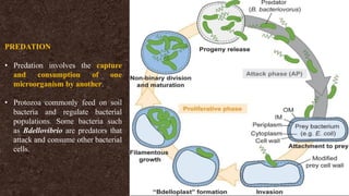 PREDATION
• Predation involves the capture
and consumption of one
microorganism by another.
• Protozoa commonly feed on soil
bacteria and regulate bacterial
populations. Some bacteria such
as Bdellovibrio are predators that
attack and consume other bacterial
cells.
 