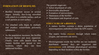 FORMATION OF BIOFILMS
• Biofilm formation occurs in several
stages. Initially, free-living microbial
cells attach to a suitable surface such as
a soil particle or root surface.
• The attached cells begin to multiply
and produce extracellular polymeric
substances.
• As the population increases, the biofilm
becomes thicker and more organized.
Finally, some cells detach from the
mature biofilm and spread to new
locations, where they can form
additional biofilms.
The general stages are:
➢ Initial attachment of cells
➢ Irreversible attachment
➢ Formation of microcolonies
➢ Maturation of the biofilm
➢ Detachment and dispersal of cells
STRUCTURE OF A BIOFILM
• A mature biofilm contains a dense population of
microorganisms embedded within the EPS matrix.
• The matrix forms channels through which water,
oxygen, and nutrients can move.
• Microorganisms inside the biofilm are not randomly
distributed; instead, they are organized into
microcolonies with different physiological activities
depending on their location within the biofilm.
 