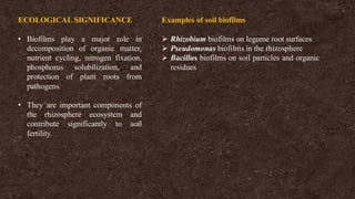 ECOLOGICAL SIGNIFICANCE
• Biofilms play a major role in
decomposition of organic matter,
nutrient cycling, nitrogen fixation,
phosphorus solubilization, and
protection of plant roots from
pathogens.
• They are important components of
the rhizosphere ecosystem and
contribute significantly to soil
fertility.
Examples of soil biofilms
➢ Rhizobium biofilms on legume root surfaces
➢ Pseudomonas biofilms in the rhizosphere
➢ Bacillus biofilms on soil particles and organic
residues
 