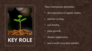 KEY ROLE
These interactions determine:
• decomposition of organic matter,
• nutrient cycling,
• soil fertility,
• plant growth,
• disease suppression,
• and overall ecosystem stability.
 