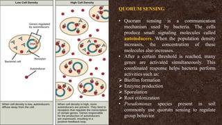 QUORUM SENSING
• Quorum sensing is a communication
mechanism used by bacteria. The cells
produce small signaling molecules called
autoinducers. When the population density
increases, the concentration of these
molecules also increases.
• After a certain threshold is reached, many
genes are activated simultaneously. This
coordinated response helps bacteria perform
activities such as:
➢ Biofilm formation
➢ Enzyme production
➢ Sporulation
➢ Root colonization
• Pseudomonas species present in soil
commonly use quorum sensing to regulate
group behavior.
 
