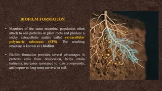 BIOFILM FORMATION
• Members of the same microbial population often
attach to soil particles or plant roots and produce a
sticky extracellular matrix called extracellular
polymeric substance (EPS). The resulting
structure is known as a biofilm.
• Biofilm formation provides several advantages. It
protects cells from desiccation, helps retain
nutrients, increases resistance to toxic compounds,
and improves long-term survival in soil.
 