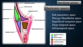 Submasseter Space Fatal complications of maxillofacial infection | PPT