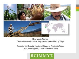 Dra. Marie Turmel
Centro Internacional de Mejoramiento de Maíz y Trigo

Reunión del Comité Nacional Sistema Producto Trigo
      León, Guanajuato, 18 de mayo del 2012
 