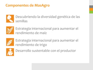 Componentes de MasAgro

    Descubriendo la diversidad genética de las
    semillas

    Estrategia internacional para aumentar el
    rendimiento de maíz

    Estrategia internacional para aumentar el
    rendimiento de trigo
    Desarrollo sustentable con el productor
 