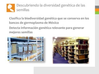 Descubriendo la diversidad genética de las
     semillas

Clasifica la biodiversidad genética que se conserva en los
bancos de germoplasma de México
Detecta información genética relevante para generar
mejores semillas
 