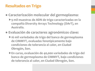 Resultados en Trigo

● Caracterización molecular del germoplasma:
 9 mil muestras de ADN de trigo caracterizadas en la
  compañía Diversity Arrays Technology (DArT), en
  Australia.
● Evaluación de caracteres agronómicos clave:
 16 mil variedades de trigo del banco de germoplasma
  de CIMMYT, evaluadas fenotípicamente bajo
  condiciones de tolerancia al calor, en Ciudad
  Obregón, Son.
 En curso, evaluación de 40,000 variedades de trigo del
  banco de germoplasma de CIMMYT, bajo condiciones
  de tolerancia al calor, en Ciudad Obregón, Son.
 