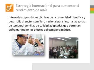 Estrategia internacional para aumentar el
     rendimiento de maíz
Integra las capacidades técnicas de la comunidad científica y
desarrolla al sector semillero nacional para llevar a las zonas
de temporal semillas de calidad adaptadas que permitan
enfrentar mejor los efectos del cambio climático.
 