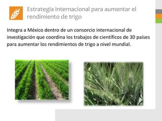 Estrategia internacional para aumentar el
         rendimiento de trigo

Integra a México dentro de un consorcio internacional de
investigación que coordina los trabajos de científicos de 30 países
para aumentar los rendimientos de trigo a nivel mundial.
 