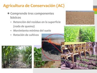 Agricultura de Conservación (AC)
  ● Comprende tres componentes
   básicos
    Retención del residuo en la superficie
     (nada de quema)
    Movimiento mínimo del suelo
    Rotación de cultivos
 