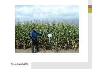 Govaerts et al., 2005
 