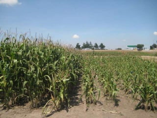 Zero vs. Conventional

                           ZT   CT




   Govaerts et al., 2005
 