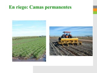 En riego: Camas permanentes




  Combinada con aplicación de fertilizante basal
  encima de la cama antes de la siembra
  con el implemento desarrollado por CIMMYT
 