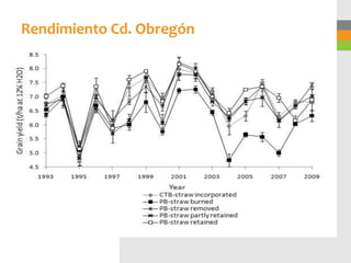 Rendimiento Cd. Obregón
 