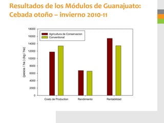 Resultados de los Módulos de Guanajuato:
Cebada otoño – invierno 2010-11
                              18000
                                         Agricultura de Conservacion
                              16000      Conventional

                              14000
    (pesos / ha ) (kg / ha)




                              12000

                              10000

                              8000

                              6000

                              4000

                              2000

                                 0
                                      Costo de Production       Rendimiento   Rentabilidad
 