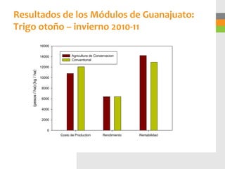 Resultados de los Módulos de Guanajuato:
Trigo otoño – invierno 2010-11
                             16000


                             14000          Agricultura de Conservacion
                                            Conventional

                             12000
    (pesos / ha) (kg / ha)




                             10000


                             8000


                             6000


                             4000


                             2000


                                0
                                     Costo de Production       Rendimiento   Rentabilidad
 