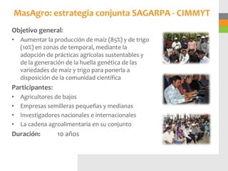 MasAgro: estrategia conjunta SAGARPA - CIMMYT
Objetivo general:
• Aumentar la producción de maíz (85%) y de trigo
  (10%) en zonas de temporal, mediante la
  adopción de prácticas agrícolas sustentables y
  de la generación de la huella genética de las
  variedades de maíz y trigo para ponerla a
  disposición de la comunidad científica
Participantes:
•   Agricultores de bajos
•   Empresas semilleras pequeñas y medianas
•   Investigadores nacionales e internacionales
•   La cadena agroalimentaria en su conjunto
Duración:        10 años
 