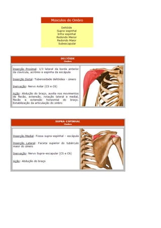 Anatomia dos musculos.