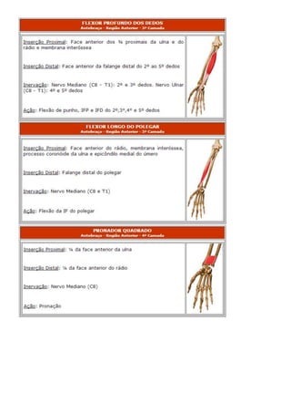 Anatomia dos musculos.