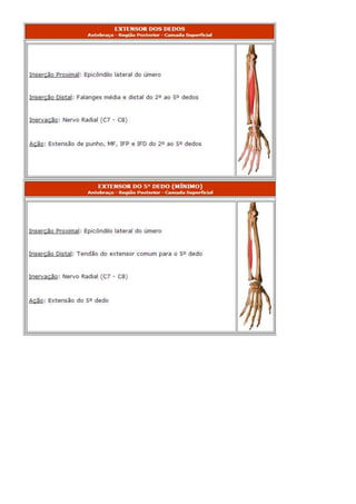 Anatomia dos musculos.