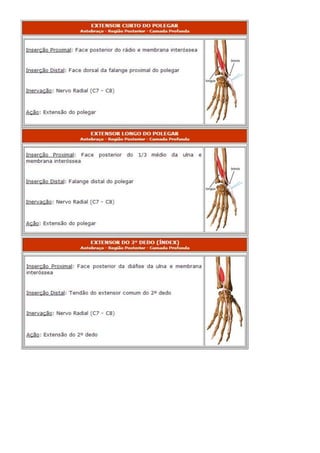 Anatomia dos musculos.