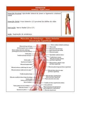 Anatomia dos musculos.